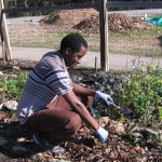 A volunteer with garden gloves planting in Lakewood garden